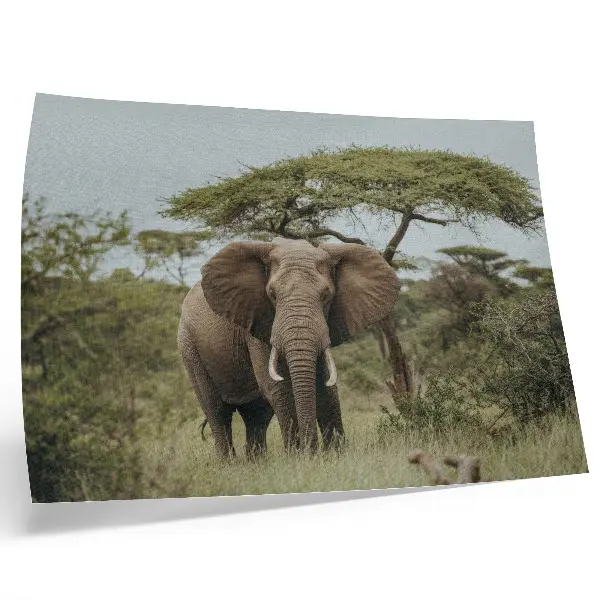 Poster mural de um elefante com a savana verde ao fundo