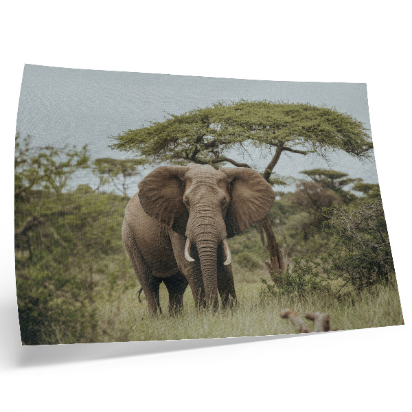 Poster mural Um elefante tendo como pano de fundo uma savana verde.