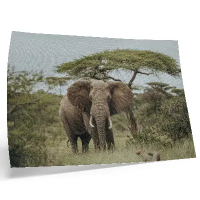 Poster mural de um elefante com a savana verde ao fundo