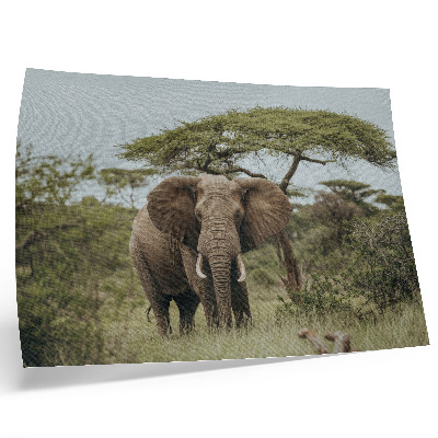 Poster mural Um elefante tendo como pano de fundo uma savana verde.