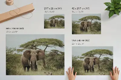 Poster mural de um elefante com a savana verde ao fundo
