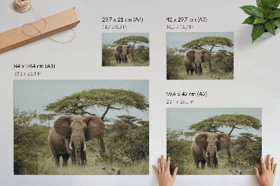 Poster mural Um elefante tendo como pano de fundo uma savana verde.