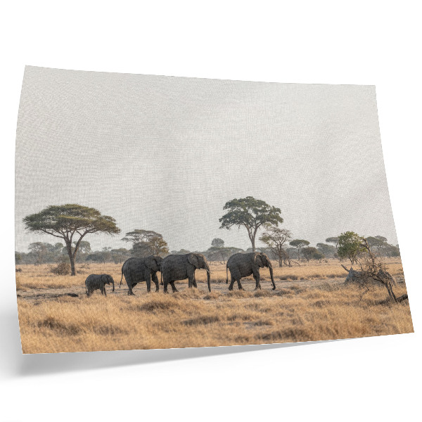 Poster Elefantes na savana africana entre as árvores