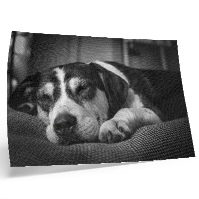 Poster para a sala Cachorro adorável dormindo em uma almofada