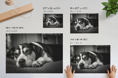 Poster para a sala Cachorro adorável dormindo em uma almofada