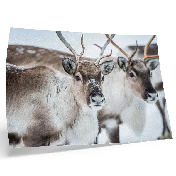 Poster mural com renas de chifres naturais em harmonia com a paisagem de inverno
