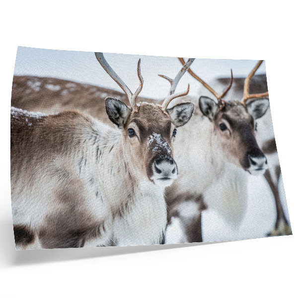 Poster mural Renas com chifres naturais em harmonia com a paisagem de inverno