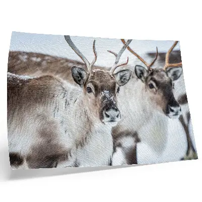 Poster mural com renas de chifres naturais em harmonia com a paisagem de inverno