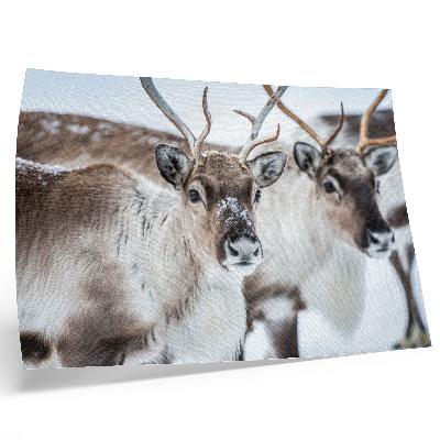 Poster mural Renas com chifres naturais em harmonia com a paisagem de inverno