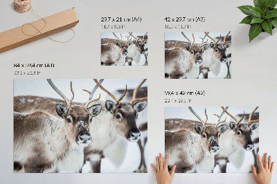 Poster mural Renas com chifres naturais em harmonia com a paisagem de inverno