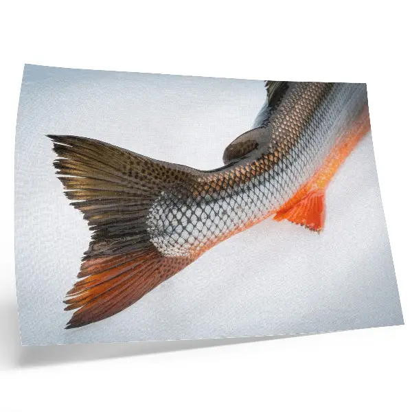 Poster com escamas naturais e cores vibrantes em close-up