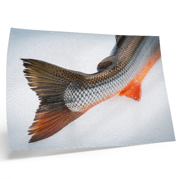 Poster Escamas naturais e cores vibrantes em close-up