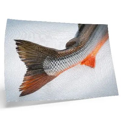 Poster com escamas naturais e cores vibrantes em close-up