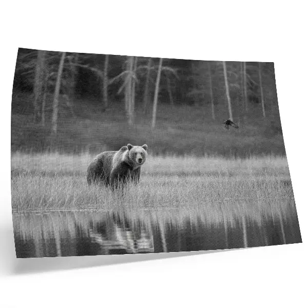 Poster urso à beira da água com atmosfera em preto e branco