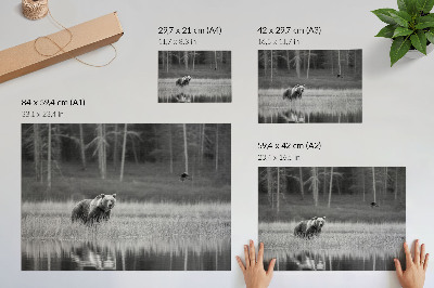 Poster Urso à beira da água, atmosfera em preto e branco