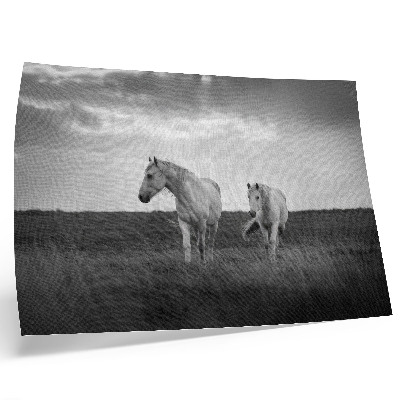 Poster Cavalos brancos em um prado em tons de cinza.