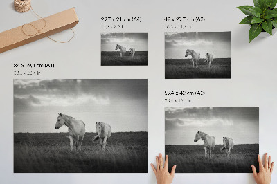Poster Cavalos brancos em um prado em tons de cinza.