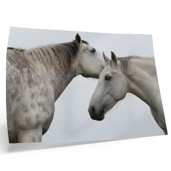 Poster Dois cavalos em harmonia, cinza e branco.