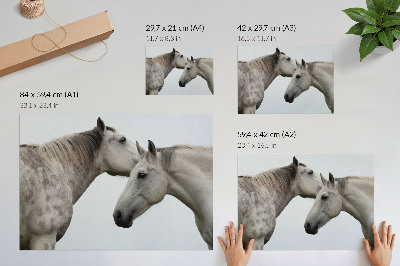 Poster Dois cavalos em harmonia, cinza e branco.