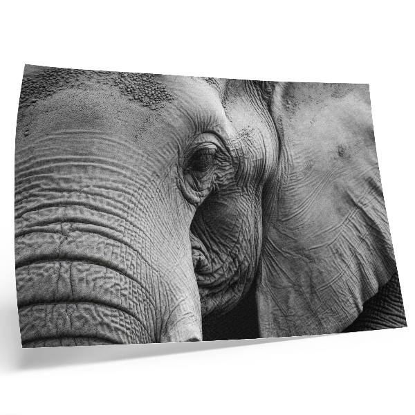 Poster para a sala Detalhes monocromáticos de elefante, minimalismo e elegância.