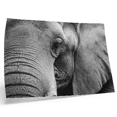 Poster para sala detalhes monocromáticos de elefante com minimalismo e elegância