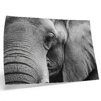 Poster para a sala Detalhes monocromáticos de elefante, minimalismo e elegância.