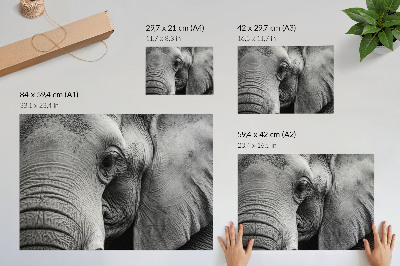 Poster para a sala Detalhes monocromáticos de elefante, minimalismo e elegância.