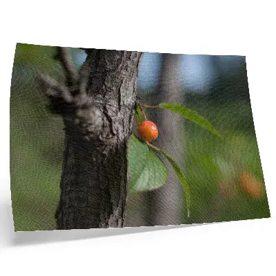 Poster fruto laranja com folhas verdes e casca marrom
