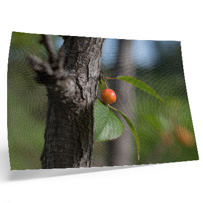 Poster Fruto laranja, folhas verdes, casca marrom