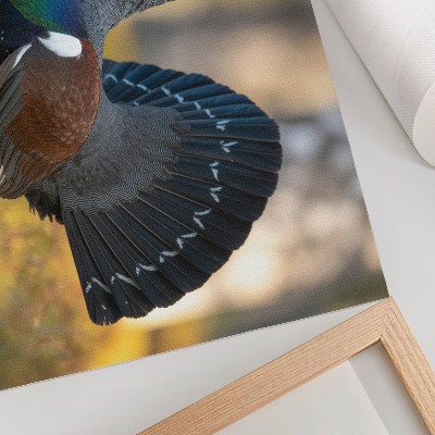 Poster para a sala Bela ave na floresta, cauda aberta, colorida