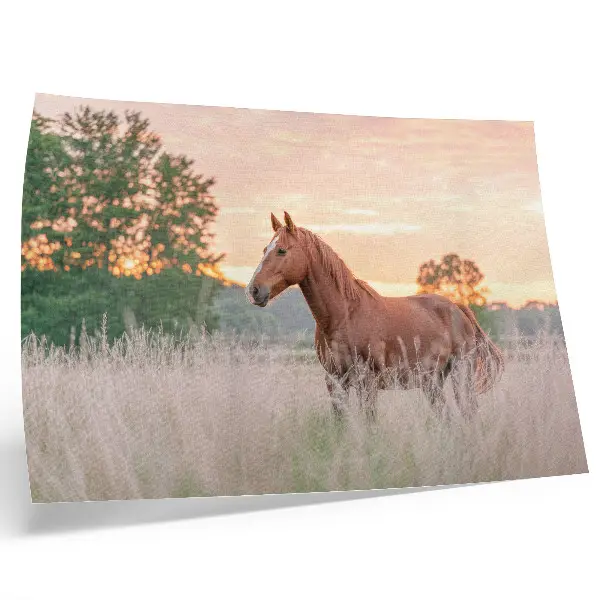 Poster mural cavalo no prado pela manhã com tons pastel para relaxamento