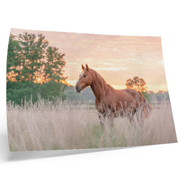 Poster mural Cavalo no prado pela manhã, cores pastel, relaxamento.
