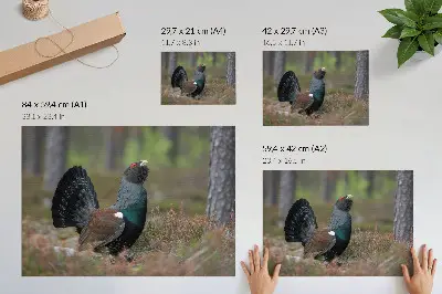 Poster para sala com estampa de cores dos pássaros em floresta com atmosfera pacífica