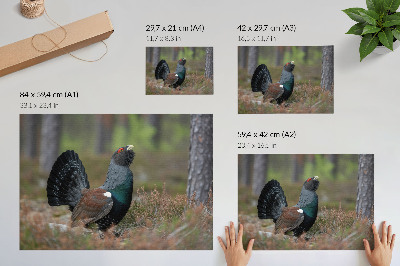 Poster para a sala Cores dos pássaros, floresta, natureza, atmosfera pacífica
