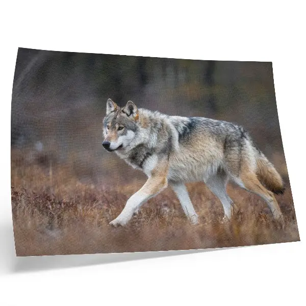 Poster para sala lobo em movimento em paisagem de natureza selvagem