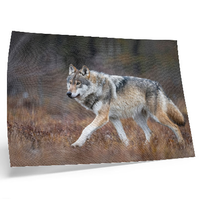 Poster para a sala Lobo em movimento, paisagem selvagem, natureza
