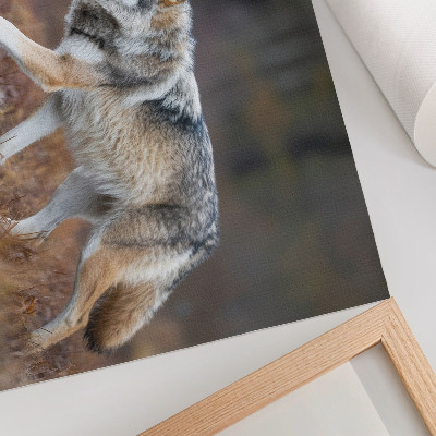 Poster para a sala Lobo em movimento, paisagem selvagem, natureza