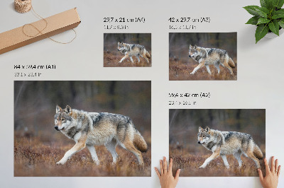 Poster para a sala Lobo em movimento, paisagem selvagem, natureza