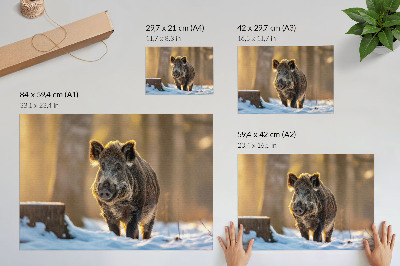Poster em tela Um javali em um cenário de inverno, banhado pela luz do sol.
