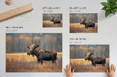 Poster para a sala Alce, paisagem outonal, harmonia, natureza selvagem.