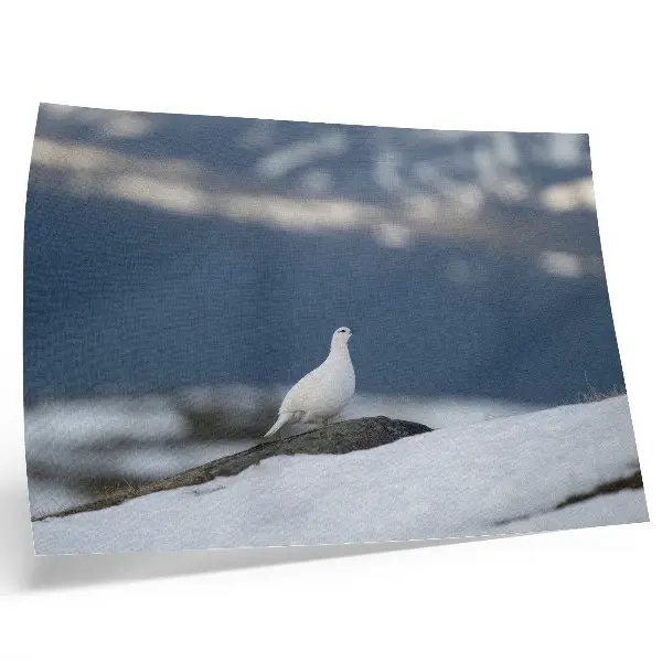 Poster em tela pássaro na neve com paisagem invernal delicada