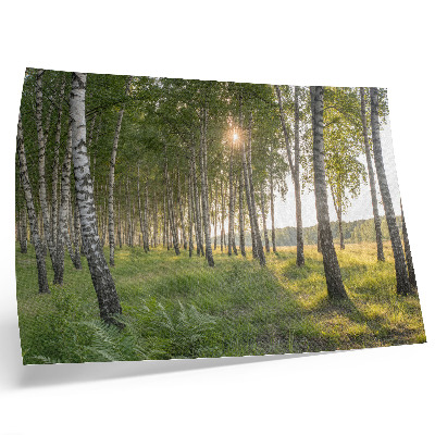Poster mural Raios de sol simétricos em floresta de bétulas, verde