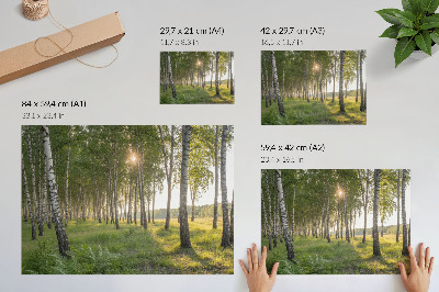 Poster mural Raios de sol simétricos em floresta de bétulas, verde