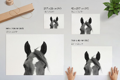 Poster mural Fotografia em preto e branco da elegância equina