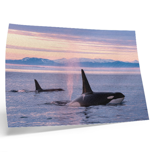 Poster em tela Orcas contra uma paisagem marinha em tons pastel