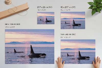 Poster em tela Orcas contra uma paisagem marinha em tons pastel