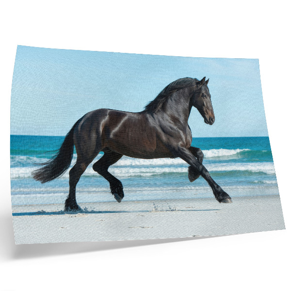 Poster em tela Cavalo galopando na costa, céu azul