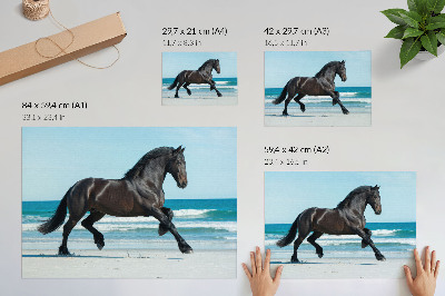 Poster em tela Cavalo galopando na costa, céu azul