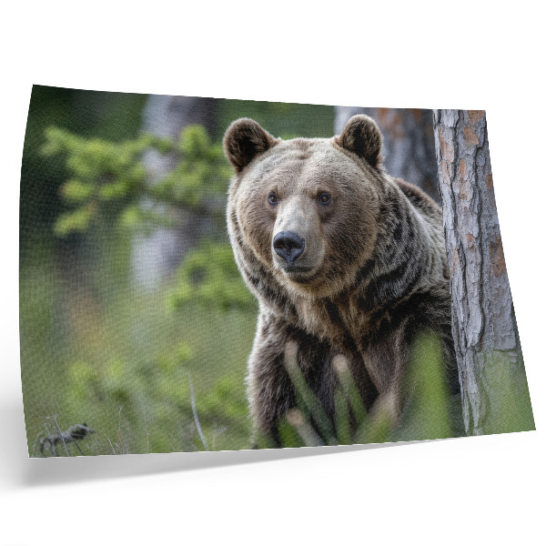 Poster para a sala Um urso em uma floresta repleta de encanto natural.
