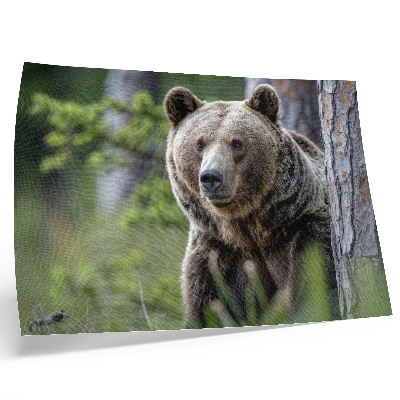 Poster para a sala Um urso em uma floresta repleta de encanto natural.